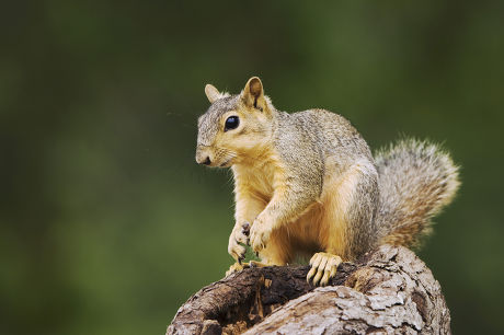 29 Eastern Fox Squirrel Stock Pictures, Editorial Images And Stock 