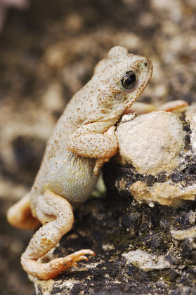 19 Country toad Stock Pictures, Editorial Images and Stock Photos ...