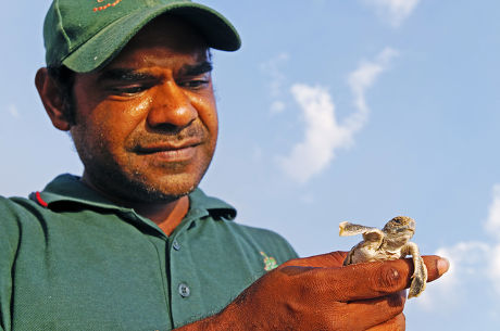 Aborigine Ranger Holding Newly Hatched Sea Editorial Stock Photo ...