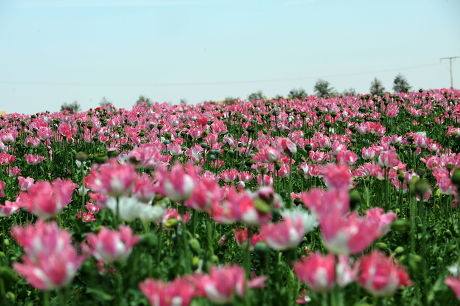 Poppy Field Maiwand Kandahar Afghanistan Editorial Stock Photo - Stock ...