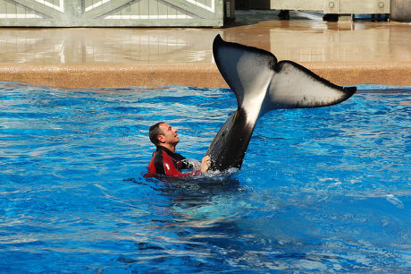 Orca Show Seaworld Adventure Park Orlando Editorial Stock Photo - Stock ...