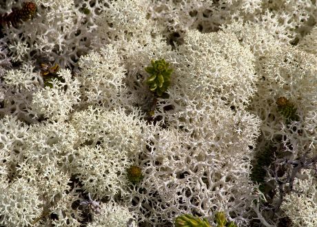 21 Reindeer lichens Stock Pictures, Editorial Images and Stock Photos ...