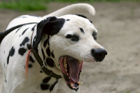 Yawning Dalmatian Canis Lupus Familiaris Dalmatiaris Editorial Stock ...