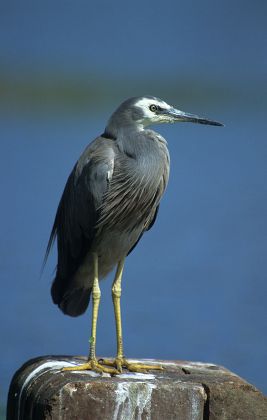 18 White faced heron Stock Pictures, Editorial Images and Stock Photos ...