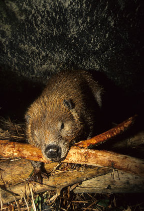 55 Beaver lodge Stock Pictures, Editorial Images and Stock Photos ...