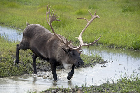 6 Barren ground caribou Stock Pictures, Editorial Images and Stock ...