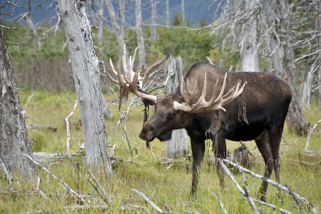 87 Moose antler Stock Pictures, Editorial Images and Stock Photos ...