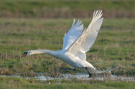 500 Elmley Stock Pictures, Editorial Images and Stock Photos | Shutterstock