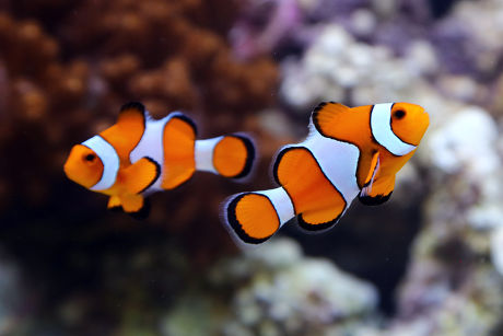 Clown Fish Editorial Stock Photo - Stock Image | Shutterstock