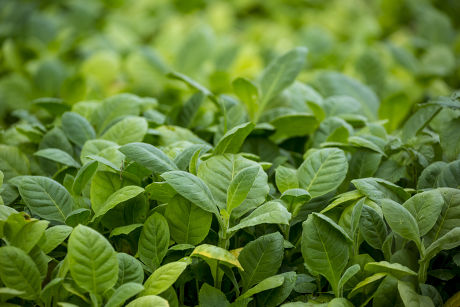 250 Nicotiana Stock Pictures, Editorial Images and Stock Photos ...