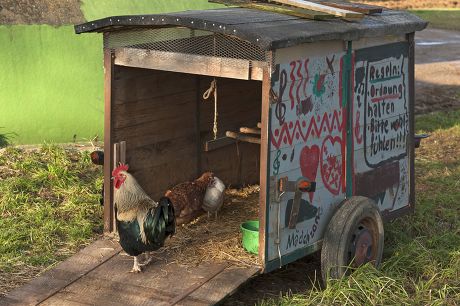 500 Chicken coop Stock Pictures, Editorial Images and Stock Photos