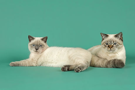 250 Cats paw Stock Pictures, Editorial Images and Stock Photos ...
