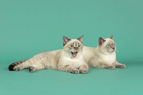 250 Cats paw Stock Pictures, Editorial Images and Stock Photos ...