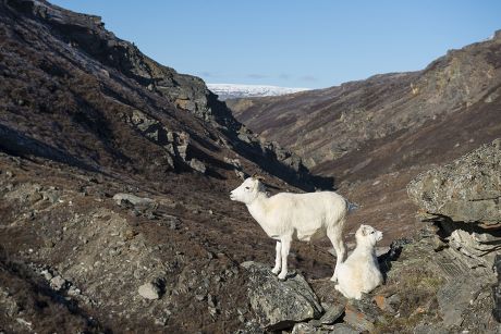 51 Dall mountain sheep Stock Pictures, Editorial Images and Stock ...