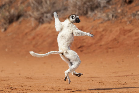 79 Monkey jumps Stock Pictures, Editorial Images and Stock Photos ...