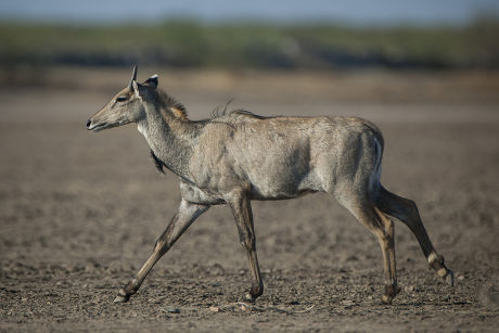 Nilgai Nilgau Boselaphus Tragocamelus Young Male Editorial Stock Photo ...