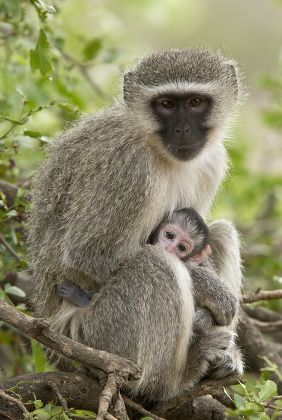 Vervet Monkey Chlorocebus Pygerythrus Adult Female Editorial Stock ...