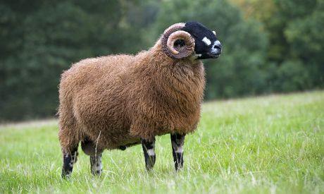 Domestic Sheep Dalesbred Ram Standing Pasture Editorial Stock Photo ...