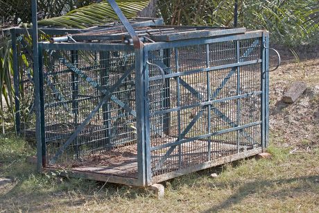 Indian Tiger Panthera Tigris Tigris Cage Editorial Stock Photo - Stock