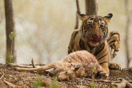 tiger eating deer