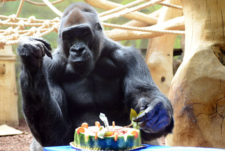 Happy birthday gorilla Zaire! - People's Daily Online