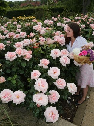 Rose garden at RHS Garden Wisley, Surrey, Britain - 18 Jun 2015