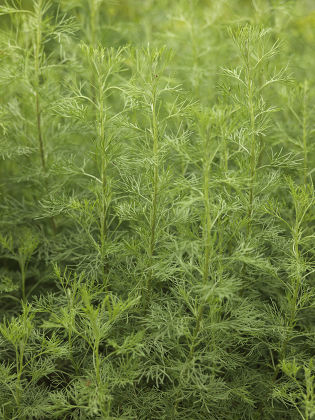 Common Rue Herbofgrace Ruta Graveolens Editorial Stock Photo - Stock