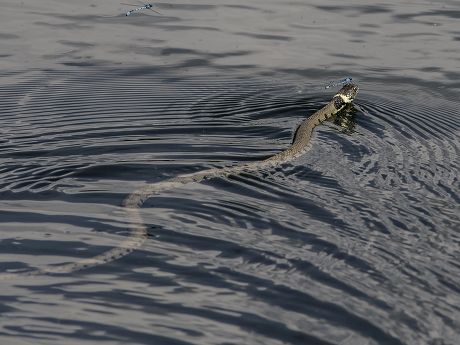 79 Swimming snake Stock Pictures, Editorial Images and Stock Photos ...