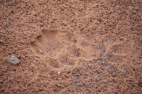 8 Animal footprints in desert Stock Pictures, Editorial Images and ...