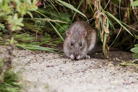 81 Common rat Stock Pictures, Editorial Images and Stock Photos ...