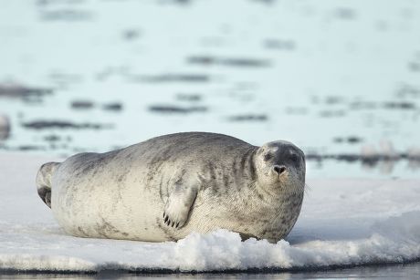 62 Seals on ice pack Stock Pictures, Editorial Images and Stock Photos ...