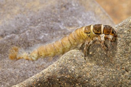 10 Caddis larva Stock Pictures, Editorial Images and Stock Photos ...