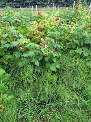 Field Horsetail Equisetum Arvense Infestation Among Editorial Stock ...