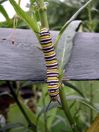 Monarch Larva Caterpillar North America Latin Editorial Stock Photo ...