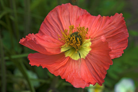 Iceland Poppy Garden Gnome Papaver Nudicaule Editorial Stock Photo ...