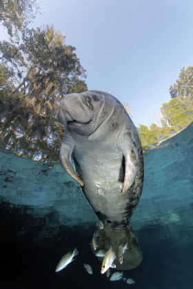 250 Cow fish Stock Pictures, Editorial Images and Stock Photos ...