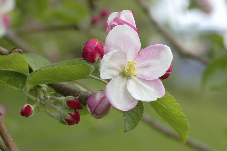 250 Crab apple Stock Pictures, Editorial Images and Stock Photos ...