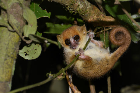 250 Lemuriformes Stock Pictures, Editorial Images and Stock Photos ...