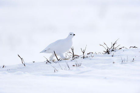 250 Frozen tundra Stock Pictures, Editorial Images and Stock Photos ...