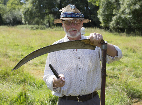 Cutting hay by hand with scythes, Newbury, Berkshire, Britain - 23 Aug ...