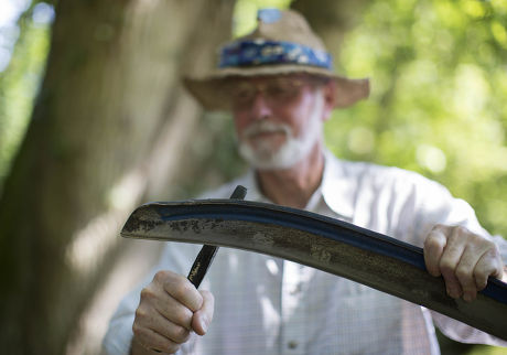 Cutting hay by hand with scythes, Newbury, Berkshire, Britain - 23 Aug ...