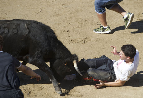 Man Being Attacked By Bull Editorial Stock Photo - Stock Image ...
