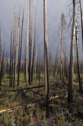 Charred Dead Trees After Forest Fire Editorial Stock Photo - Stock ...