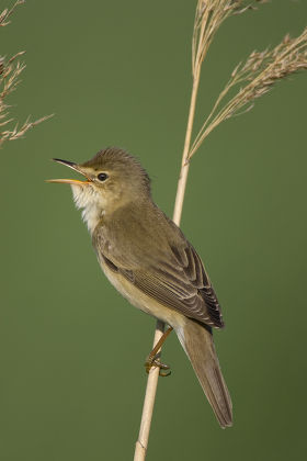 18 Acrocephalus Palustris Stock Pictures, Editorial Images And Stock 