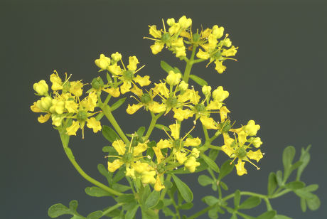 Common Rue Herbofgrace Ruta Graveolens Medicinal Editorial Stock Photo