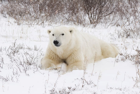 Polar Bear Ursus Maritimus Laying On Editorial Stock Photo - Stock ...