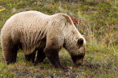 13 Grizzly bears eat Stock Pictures Editorial Images and Stock Photos 13 Grizzly bears eat Stock Pictures Editorial Images and Stock Photos
