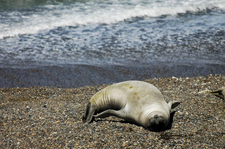 Sleeping Elephant Seal On Beach Peninsula Editorial Stock Photo - Stock ...