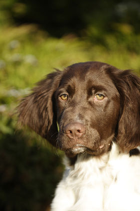 Dog Small Muensterlaender Editorial Stock Photo - Stock Image ...