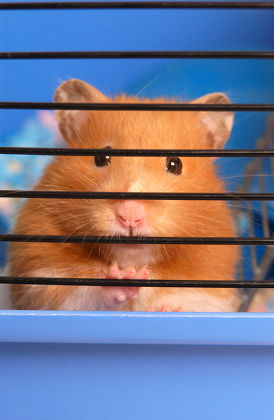 spongebob hamster cage